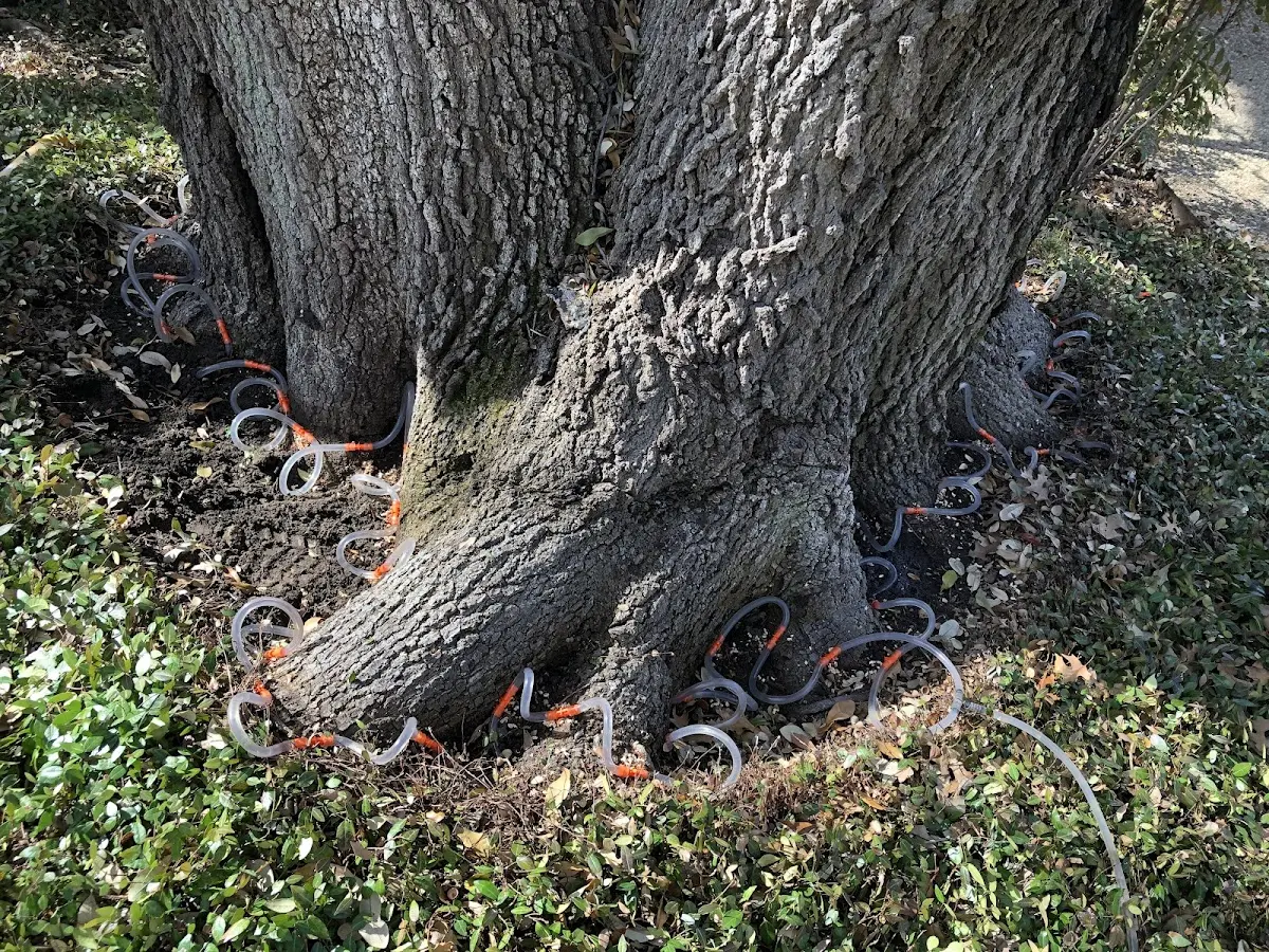 Detailed Tree Cabling and Bracing job site in Green City