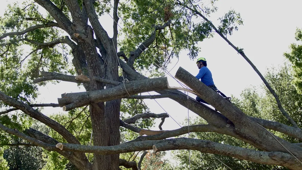 Professional Crown Thinning performed by certified arborists in Green City