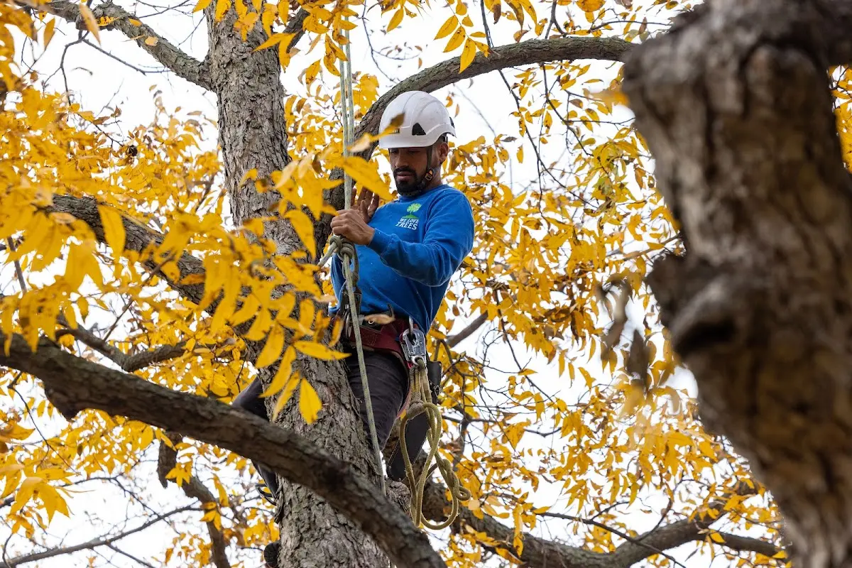 Skilled Storm Damage Cleanup crew working in Green City